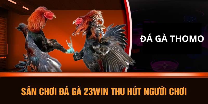 23win mang đến trải nghiệm đá gà thomo với chất lượng cao