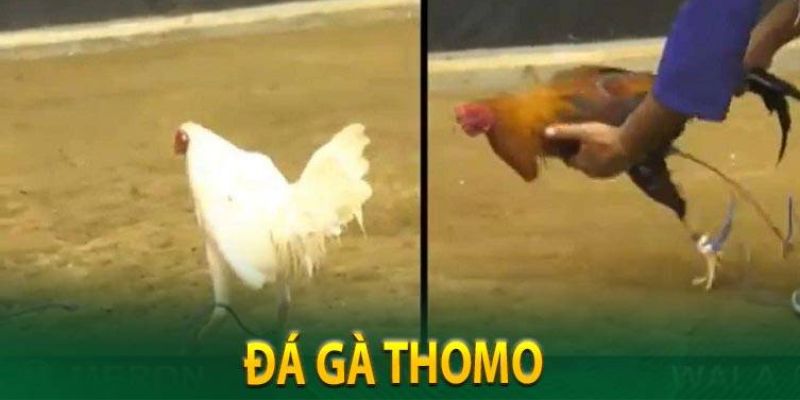 Các loại kèo trong đá gà thomo cơ bản nhất tại 23win