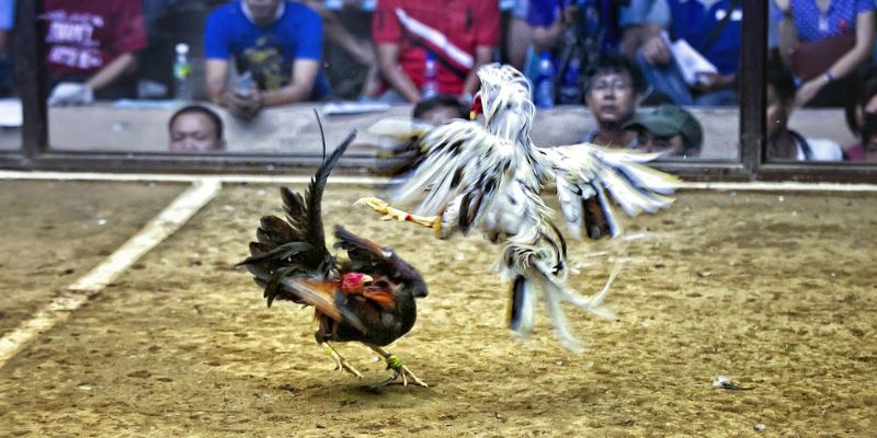 Mẹo hay săn thưởng lớn từ sàn chọi gà