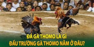 Đá gà thomo là nơi diễn ra những trận đấu gà hấp dẫn nhất