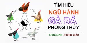 Màu mạng đá gà vàng theo quy luật sinh - tử